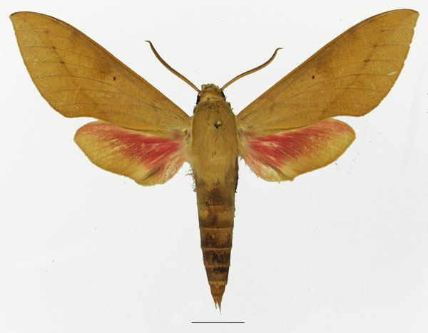 /filer/webapps/moths/media/images/C/capensis_Theretra_AM_Basquin_02a.jpg
