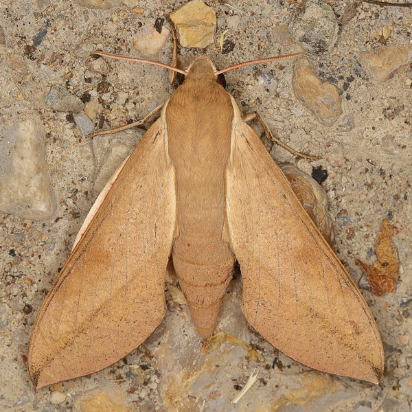 /filer/webapps/moths/media/images/C/capensis_Theretra_A_Heyns_01.jpg