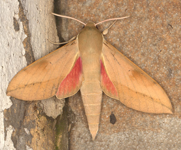 /filer/webapps/moths/media/images/C/capensis_Theretra_A_Heyns_03.jpg
