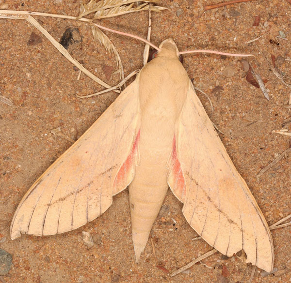 /filer/webapps/moths/media/images/C/capensis_Theretra_A_Heyns_04.jpg