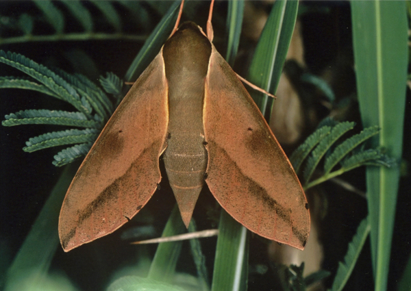 /filer/webapps/moths/media/images/C/capensis_Theretra_A_Roland_02.jpg