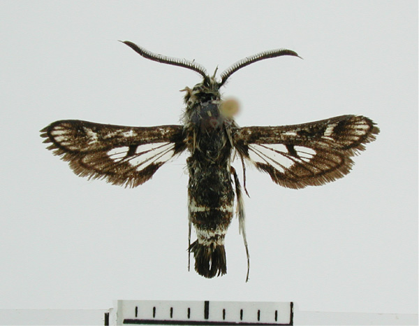 /filer/webapps/moths/media/images/C/capensis_Thyranthrene_PT_ZSM01.jpg
