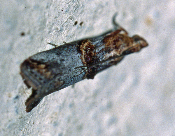 /filer/webapps/moths/media/images/C/capensis_Trachonitis_A_Roland_01.jpg