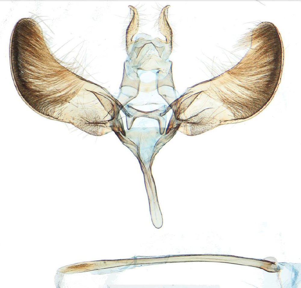 /filer/webapps/moths/media/images/C/capensis_Yponomeuta_GMPT_NHMO_3233.jpg