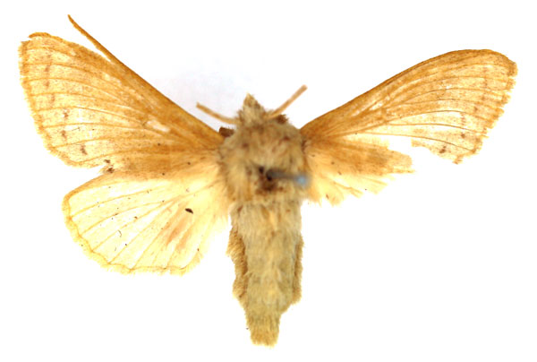 /filer/webapps/moths/media/images/C/capicola_Bombycopsis_AF_SNHM.jpg