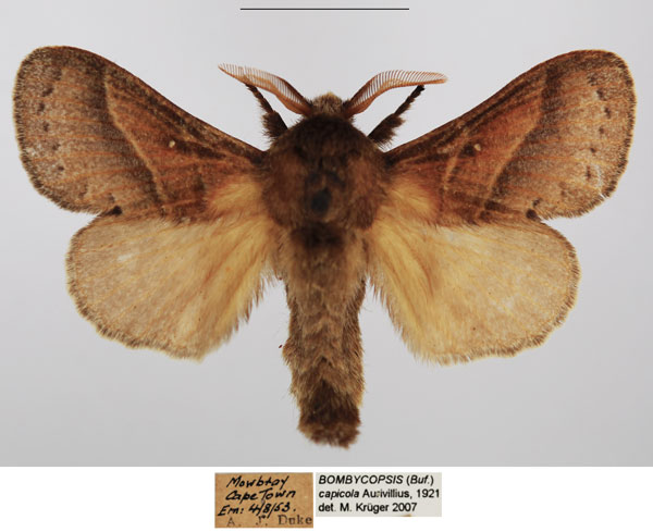 /filer/webapps/moths/media/images/C/capicola_Bombycopsis_AM_TMSA.jpg