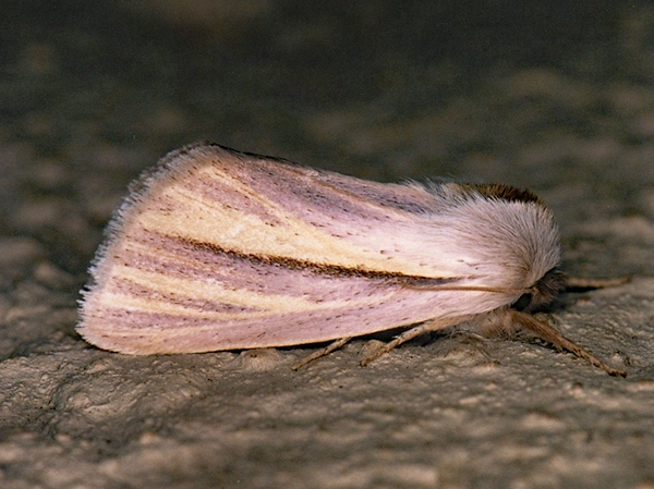 /filer/webapps/moths/media/images/C/capillata_Polienus_A_Roland_01.jpg