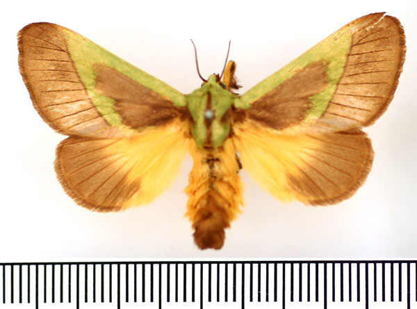 /filer/webapps/moths/media/images/C/capillatus_Stroter_AF_BMNH.jpg