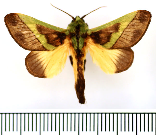 /filer/webapps/moths/media/images/C/capillatus_Stroter_AM_BMNH.jpg