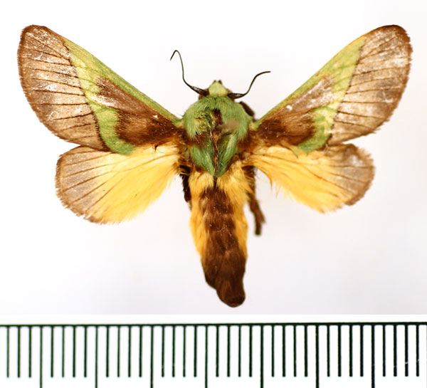 /filer/webapps/moths/media/images/C/capillatus_Stroter_AM_BMNH_01.jpg