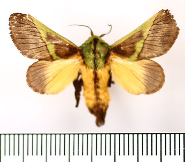 /filer/webapps/moths/media/images/C/capillatus_Stroter_AM_BMNH_02.jpg