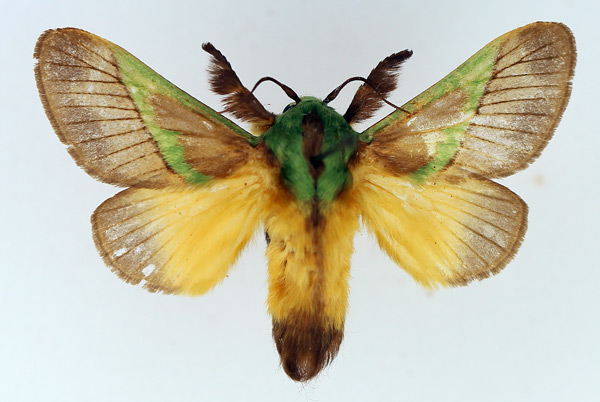 /filer/webapps/moths/media/images/C/capillatus_Stroter_AM_TMSA_02.jpg