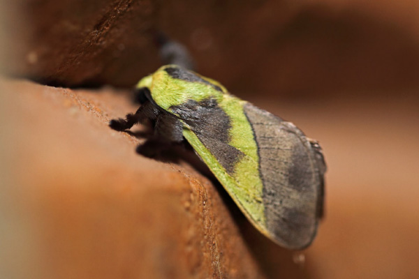 /filer/webapps/moths/media/images/C/capillatus_Stroter_A_Voaden.jpg