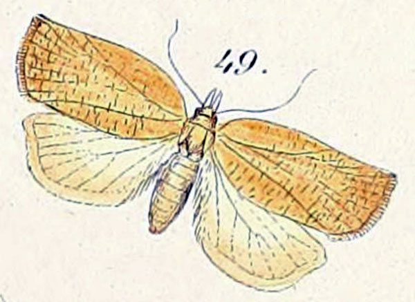 /filer/webapps/moths/media/images/C/capitana_Tortrix_STF_Felder_1875_139-49.jpg