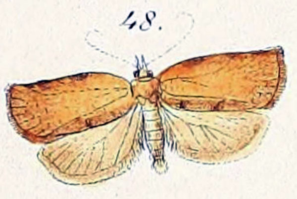 /filer/webapps/moths/media/images/C/capitana_Tortrix_STM_Felder_1875_139-48.jpg