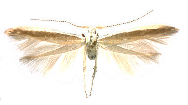 /filer/webapps/moths/media/images/C/capitensis_Coleophora_HT_ZMHB.jpg