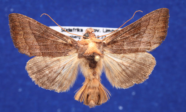 /filer/webapps/moths/media/images/C/capnista_Thysanoplusia_AM_Schellhorn.jpg