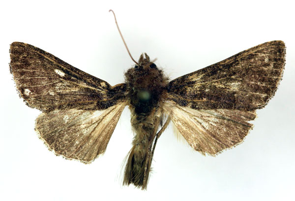 /filer/webapps/moths/media/images/C/capnista_Trichoplusia_AM_RMCA.jpg