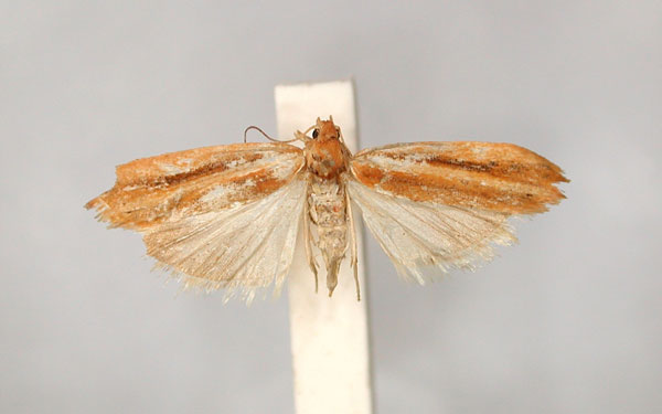 /filer/webapps/moths/media/images/C/capnobactra_Ioditis_HT_RMCA_01.jpg