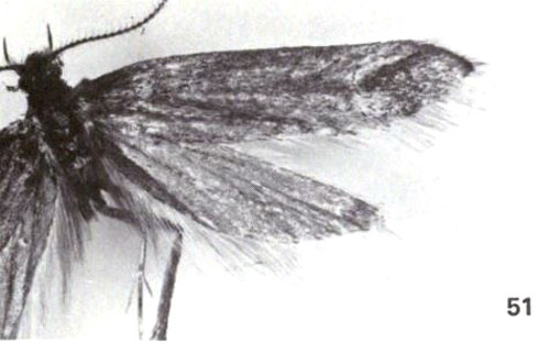 /filer/webapps/moths/media/images/C/capnochalca_Polymnestra_HT_NHMUK.jpg