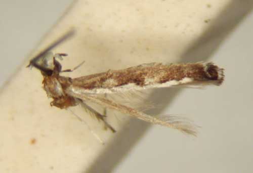 /filer/webapps/moths/media/images/C/capnodecta_Cryptolectica_HT_TMSA6305.jpg