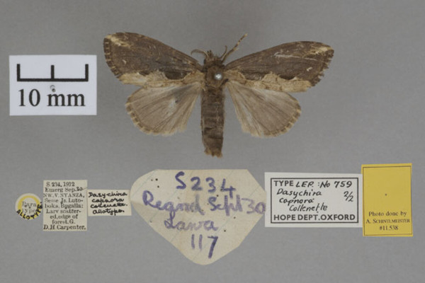 /filer/webapps/moths/media/images/C/capnora_Dasychira_HTM_OUMNHa_02.jpg
