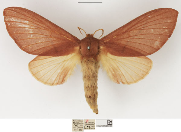/filer/webapps/moths/media/images/C/capreolus_Pachymeta_AF_NHMUK.jpg