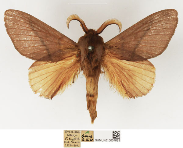 /filer/webapps/moths/media/images/C/capreolus_Pachymeta_AM_NHMUK.jpg