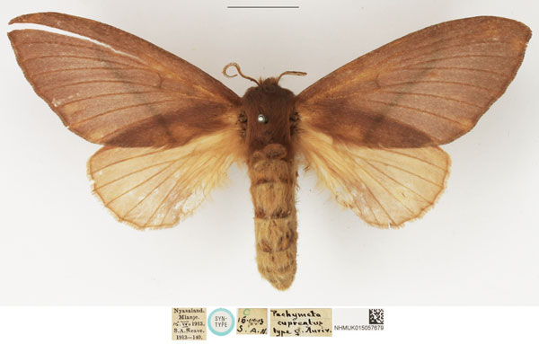 /filer/webapps/moths/media/images/C/capreolus_Pachymeta_STF_NHMUK.jpg