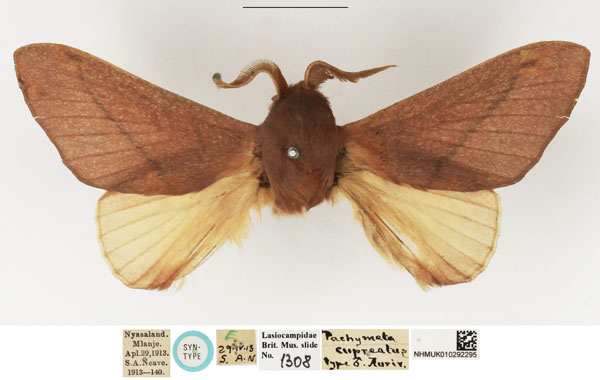 /filer/webapps/moths/media/images/C/capreolus_Pachymeta_STM_NHMUK.jpg