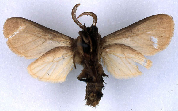 /filer/webapps/moths/media/images/C/capricornis_Metarctia_HT_BMNH_02.jpg