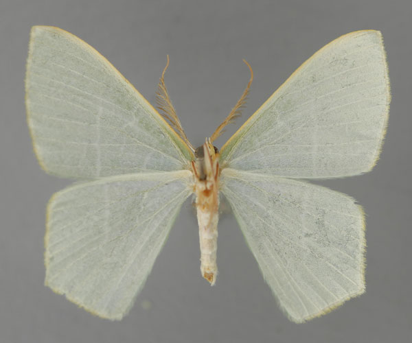 /filer/webapps/moths/media/images/C/caprifolia_Thalassodes_HT_ZSM_02.jpg