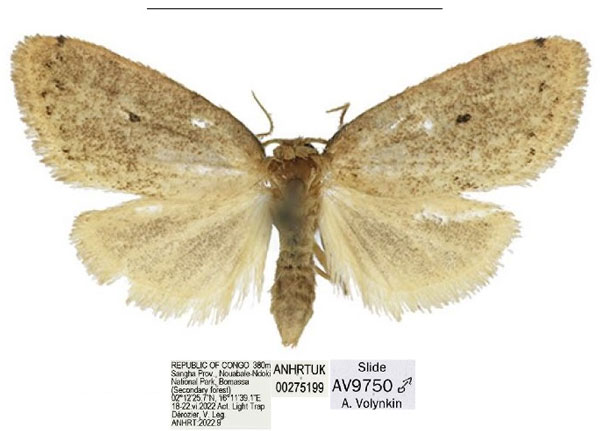 /filer/webapps/moths/media/images/C/capriolina_Spatulosia_HT_ANHRT.jpg