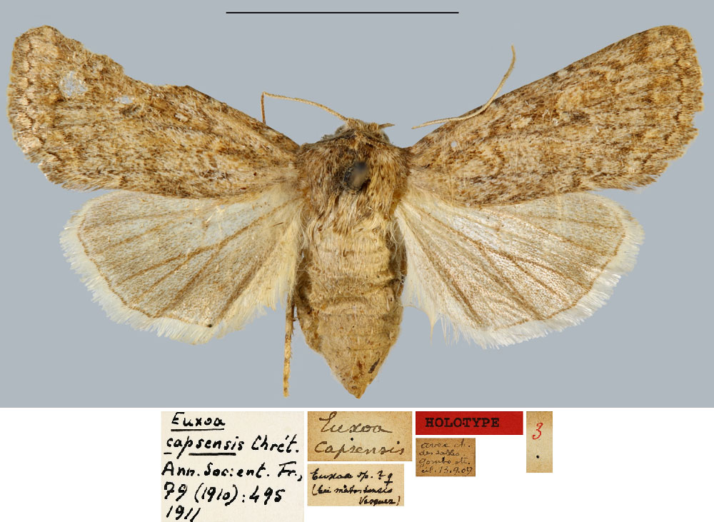 /filer/webapps/moths/media/images/C/capsensis_Euxoa_HT_MNHN.jpg