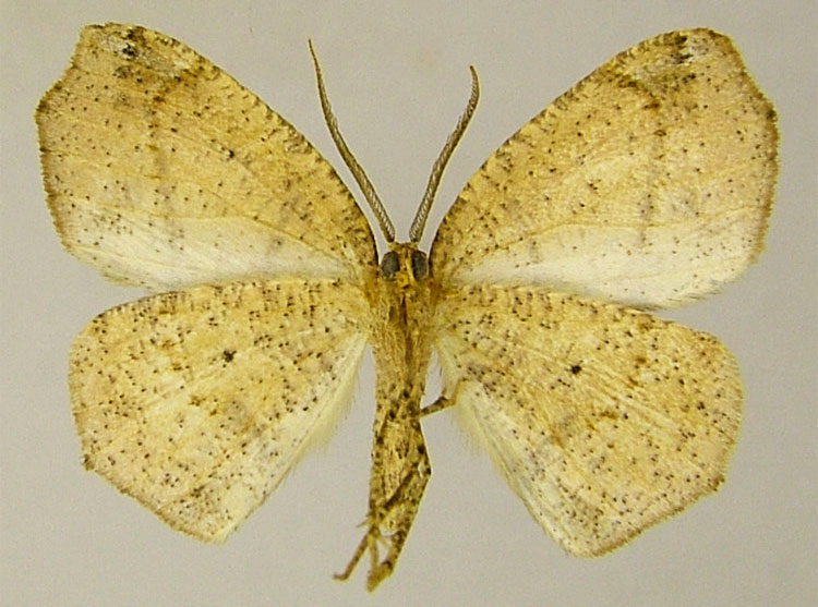 /filer/webapps/moths/media/images/C/captiva_Epigynopteryx_HT_ZSMb.jpg