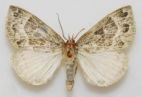 /filer/webapps/moths/media/images/C/caputrubrum_Calesia_AM_Legrain.jpg