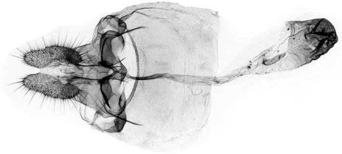 /filer/webapps/moths/media/images/C/caravanica_Vacanara_GFPT_USNM.jpg