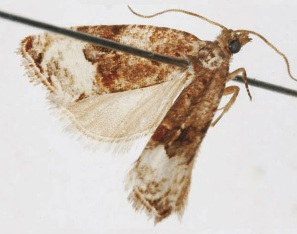 /filer/webapps/moths/media/images/C/caravanica_Vacanara_HT_USNM.jpg