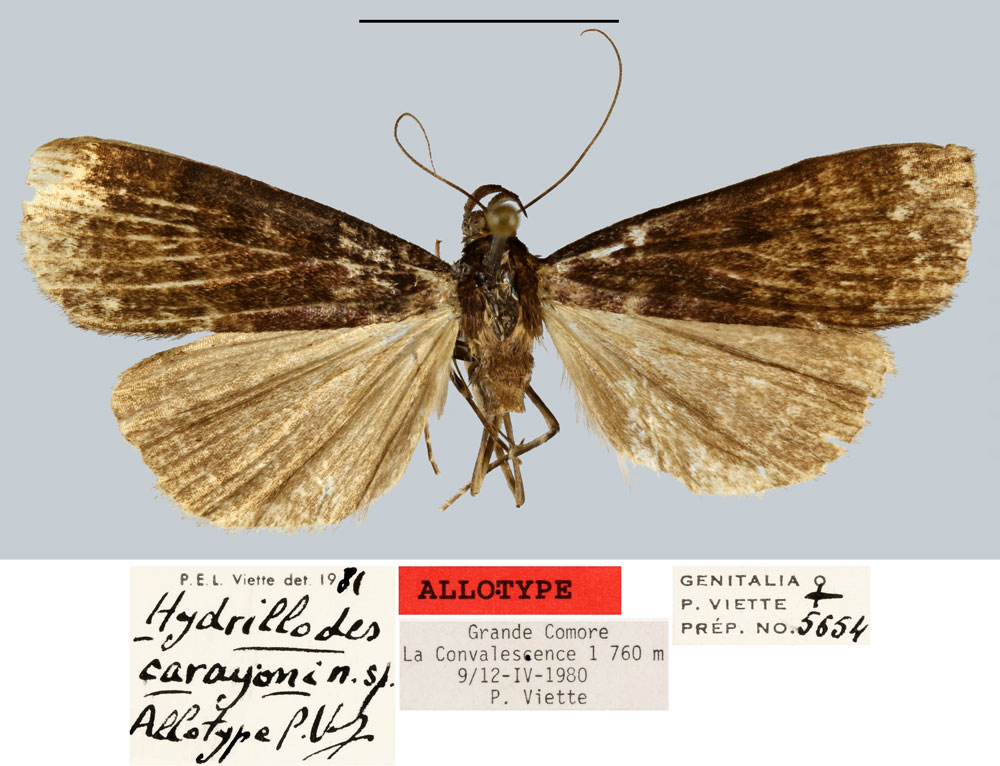 /filer/webapps/moths/media/images/C/carayoni_Hydrillodes_AT_MNHN.jpg