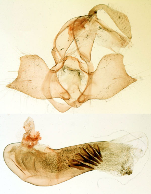 /filer/webapps/moths/media/images/C/carayoni_Hydrillodes_GMHT_MNHN_5655.jpg
