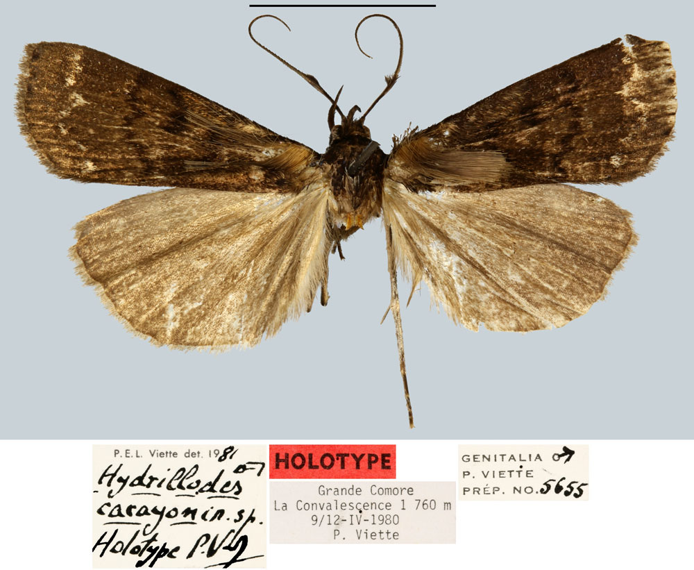 /filer/webapps/moths/media/images/C/carayoni_Hydrillodes_HT_MNHN.jpg