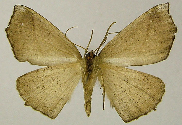 /filer/webapps/moths/media/images/C/carbo_Psilocerea_PTF_ZSMb.jpg