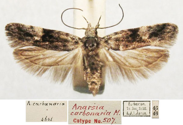 /filer/webapps/moths/media/images/C/carbonaria_Anarsia_ST_TMSA.jpg