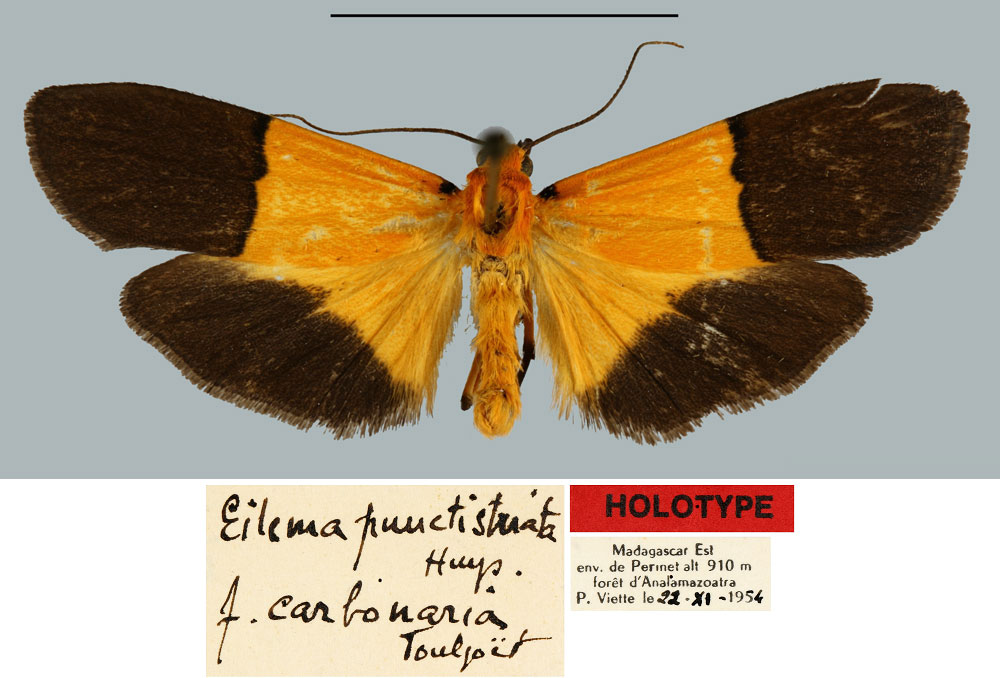 /filer/webapps/moths/media/images/C/carbonaria_Eilema_HT_MNHN.jpg