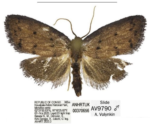 /filer/webapps/moths/media/images/C/carbonisata_Spatulosia_HT_ANHRT.jpg