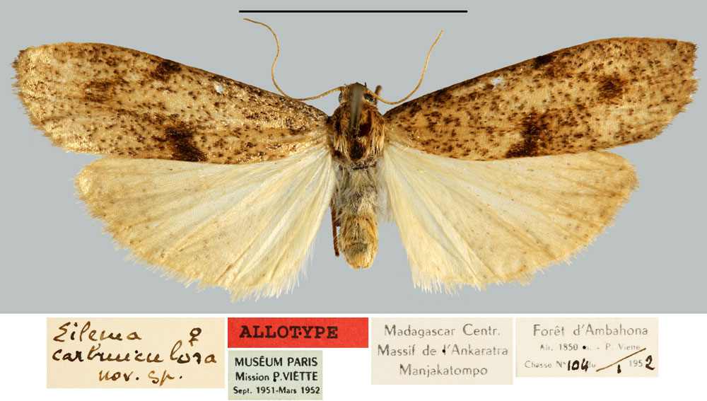 /filer/webapps/moths/media/images/C/carbunculosa_Eilema_AT_MNHN.jpg