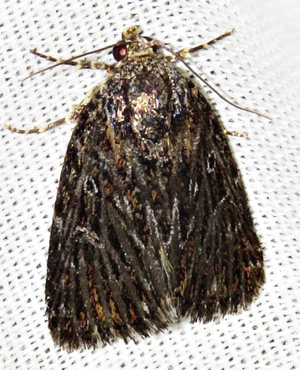 /filer/webapps/moths/media/images/C/carcaroda_Hadjina_A_Braun_02.jpg
