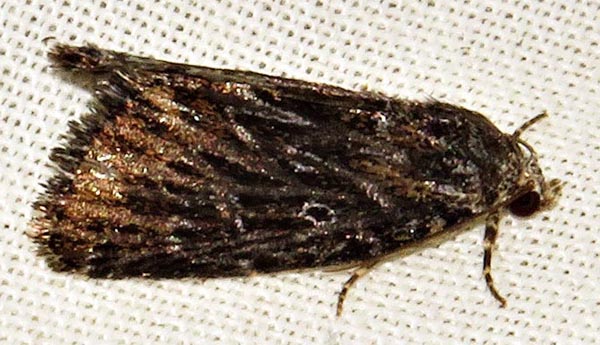 /filer/webapps/moths/media/images/C/carcaroda_Hadjina_A_Braun_03.jpg