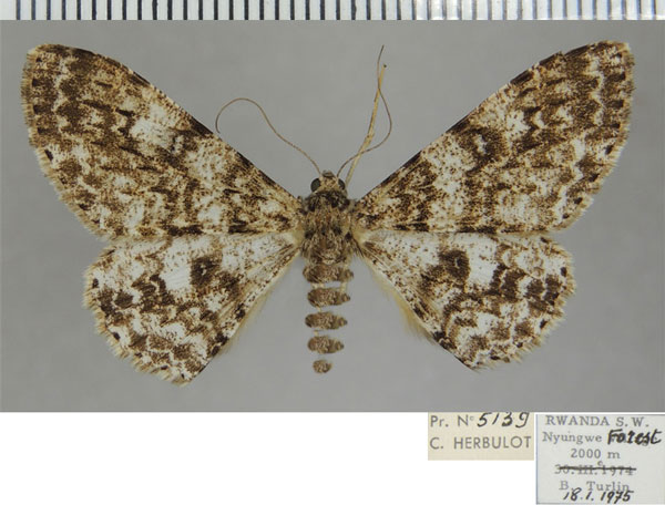 /filer/webapps/moths/media/images/C/carcassoni_Cleora_AF_ZSM_01.jpg