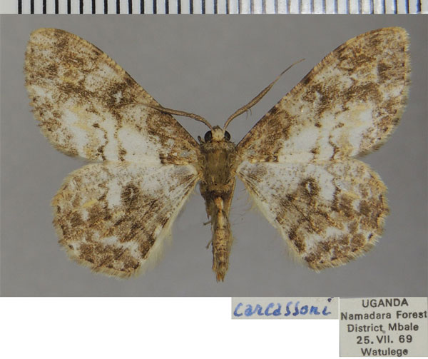 /filer/webapps/moths/media/images/C/carcassoni_Cleora_AM_ZSM_02.jpg